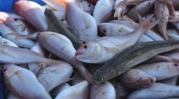 تحديثات الأسواق.. قائمة أسعار الأسماك في مصر بمستهل تعاملات الخميس 5 فبراير 2026